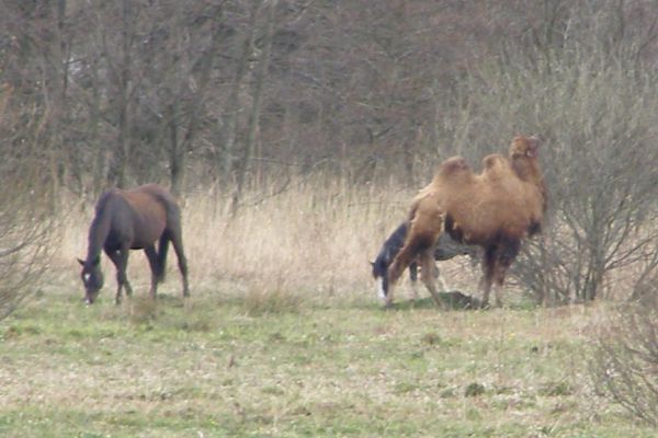 3-na-polach-wokol-zelaznej-podkowy-pasly-sie-konie-i-wielblad779DE0C3-615C-DB26-DEB2-6EC1D193B136.jpg